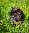 A black cat sitting among long green grass.