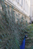 Fototapeta Miasta - Peacock in the garden