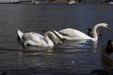 Fototapeta Miasta - swans on the river