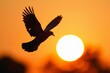 Backlit bird flying before a golden sunset