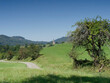 Rund um Weitenau (Steinen) im Südschwarzwald. Kleiner Wanderweg zwischen dem Vogelpark und dem Weiler Farnbuck mit Blick auf die Hofener Kirche
