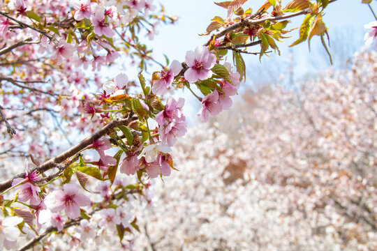 色鮮やかな葉桜
