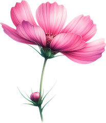 Wall Mural - Amazing cosmos or cosmos isolated on a transparent background. Cut out, close-up.