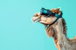 Camel with VR headset, AI generative art