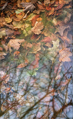 Wall Mural - Background of Submerged maple leaves and tree reflections