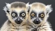   Two small animals sit adjacent to one another against a black backdrop Their distinct pairs of eyes are stacked above them