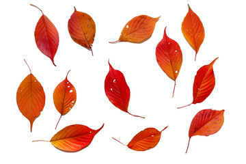 colorful autumn leaves png. set of autumn fallen leaves.