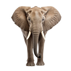 Aufkleber - elephant isolated on transparent background