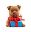Puppy and gift.