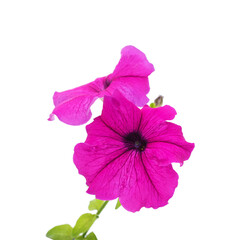 Canvas Print - Purple petunia flowers.