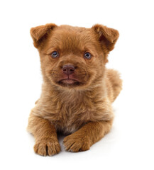 Canvas Print - Brown beautiful puppy.