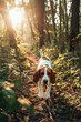 A brown and white dog leisurely strolling through a dense forest filled with tall trees and lush greenery