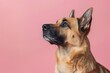 © Dina - Chinook dog portrait on pastel pink background copy space left