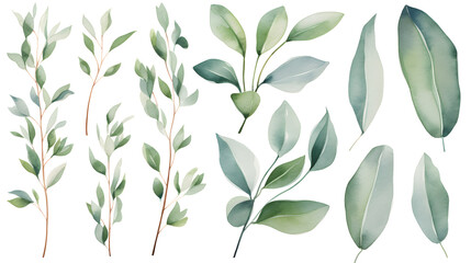 Naklejka na meble Digital eucalyptus watercolor set  print pattern flower abstract graphic poster background