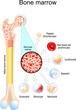 Yellow bone marrow and Red bone marrow. Blood cells develop
