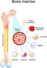 Yellow bone marrow and Red bone marrow. Blood cells develop