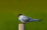 Fototapeta  - The Arctic tern (Sterna paradisaea), a graceful migratory bird, has the longest route from the Arctic to Antarctica.