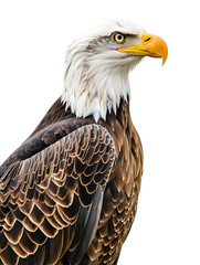 Portrait of a eagle isolated on transparent background