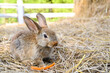 Cute brown rabbit bunny domestic pet on straw. Rabbit farm.
