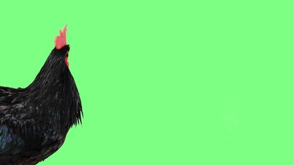 Poster - black singing rooster on a green screen