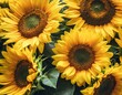 Sonnenblumen als hintergrund,draufsicht