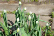 Unopened tulip buds in early spring in the flower garden. ..