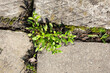 A stubborn green sprout basks in the sunlight amongst the garden ground slabs, demonstrating nature's persistence.