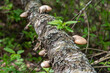 Mushrooms of the mixed woodland: fungi thriving on a fallen tree.