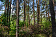 Spring in pine forest, beautiful nature forest background