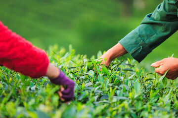 Sticker - People picking green tea leaves in spring tea farm mountains