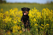 beautiful jagdterrier dog posing on a field of barbarea in summer