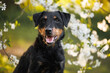 jagdterrier dog portrait outdoors with blooming cherry in the background