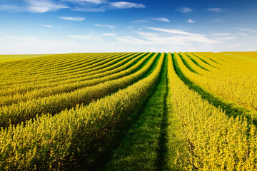 Poster - Spectacular rows of blackcurrant bushes on a summer farm on a sunny day.