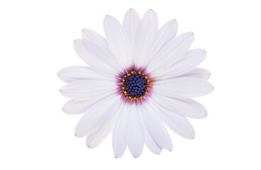 Wall Mural - white Osteospermum flower isolated