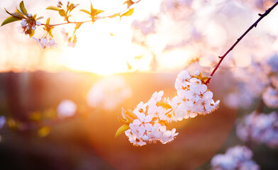 Poster - A blooming branch of a cherry tree with white flowers on a background on a sunny day.