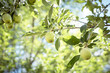 Abundant of apple fruits bending on small branch of dwarf fruit trees at front yard orchard urban homestead farming in Dallas, Texas, Spring seasonal background, backyard orchard self-sufficient