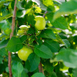 Close-up large green apple fruits on tree branch at front yard orchard urban homestead farming in Dallas, Texas, dwarf fruit trees in Spring seasonal background, backyard orchard self-sufficient