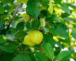 Close-up large green apple fruits on tree branch at front yard orchard urban homestead farming in Dallas, Texas, dwarf fruit trees in Spring seasonal background, backyard orchard self-sufficient