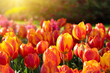 Tulips flowers blooming in the spring