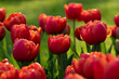 Tulips flowers blooming in the spring