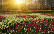 Spring flower park with green grass, trees and blooming flowers