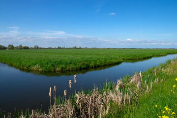 Wall Mural - landscape green meadow and canal with clear water