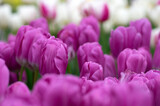 Fototapeta  - Tulips flower blooming in the colorful background