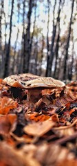 Poster - Vertical shot of a mushroom surrounded by autumn leaves