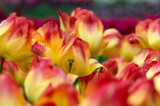 Fototapeta  - Close-up of tulip flower the colorful background.
