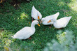 group of call ducks pet in the garden, cute duck aquatic birds on green grass field top view