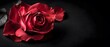 © Prapat - A striking monochrome still life of a single vibrant red rose, its delicate petals and intricate folds accentuated against a stark black backdrop