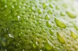 Macro Shot of a Juicy Lime's Green Textured Surface for Natural Backgrounds