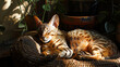  a lazy Ocicat lounging in the sunbeam 