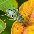 An aphid crawling in colorful leaves
